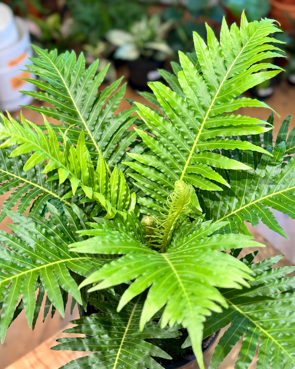 Blechnum gibbum ‘Silver Lady’ (Dwarf Tree Fern) - Plant Daddy