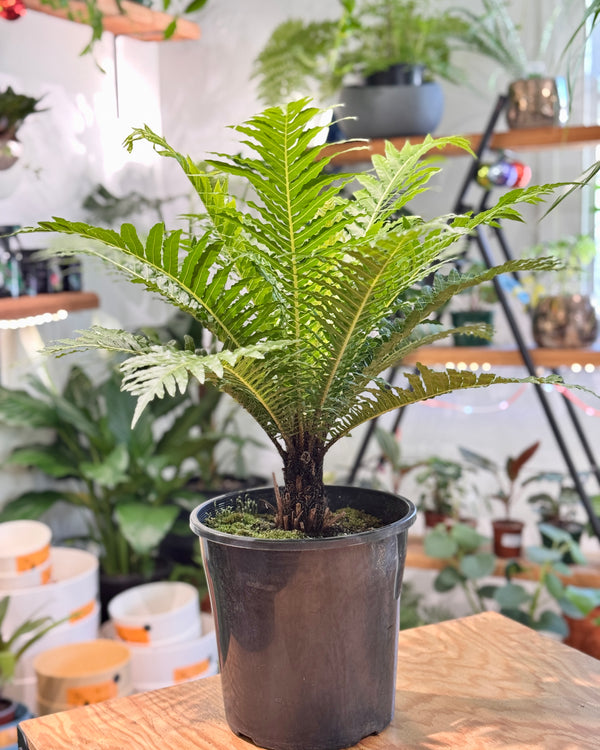 Blechnum gibbum ‘Silver Lady’ (Dwarf Tree Fern) - Plant Daddy