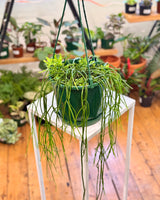 Rhipsalis baccifera (Mistletoe Cactus) - Plant Daddy