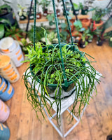 Rhipsalis baccifera (Mistletoe Cactus) - Plant Daddy