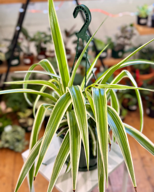 Chlorophytum cv. (Spider Plant) - Plant Daddy