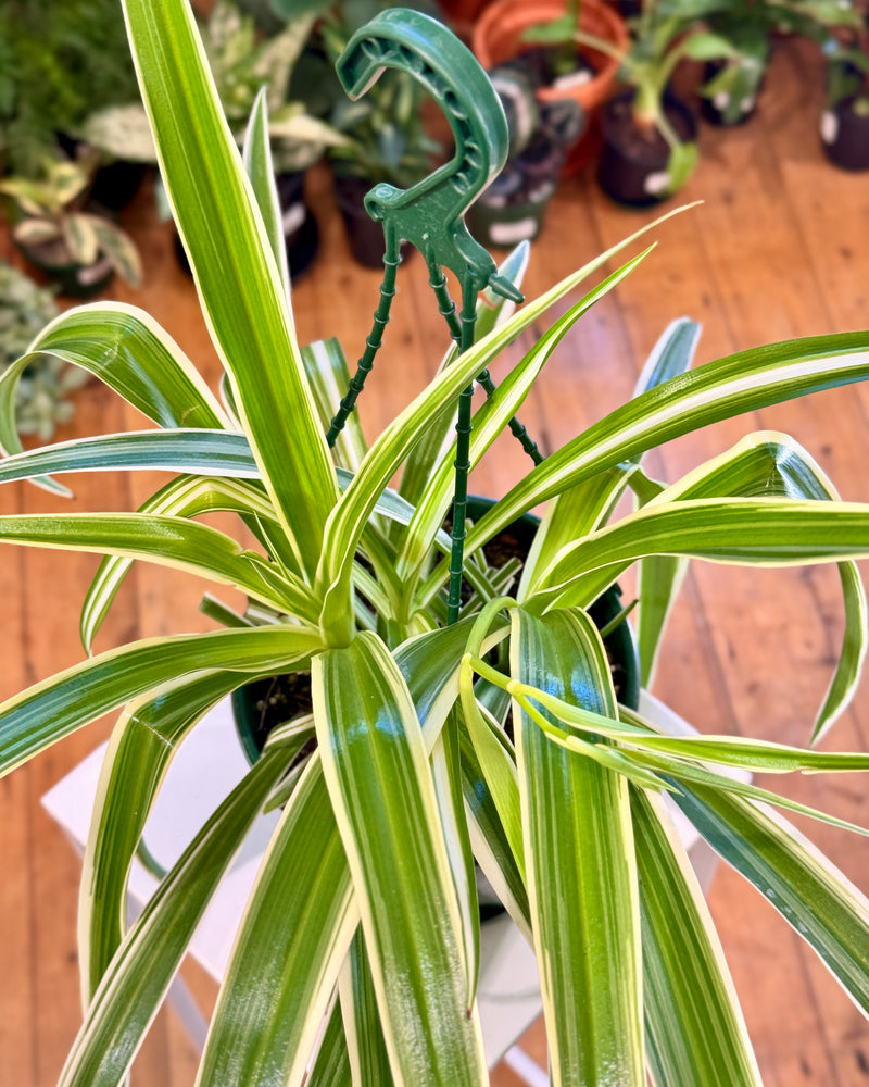 Chlorophytum cv. (Spider Plant) - Plant Daddy