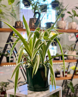 Chlorophytum cv. (Spider Plant) - Plant Daddy