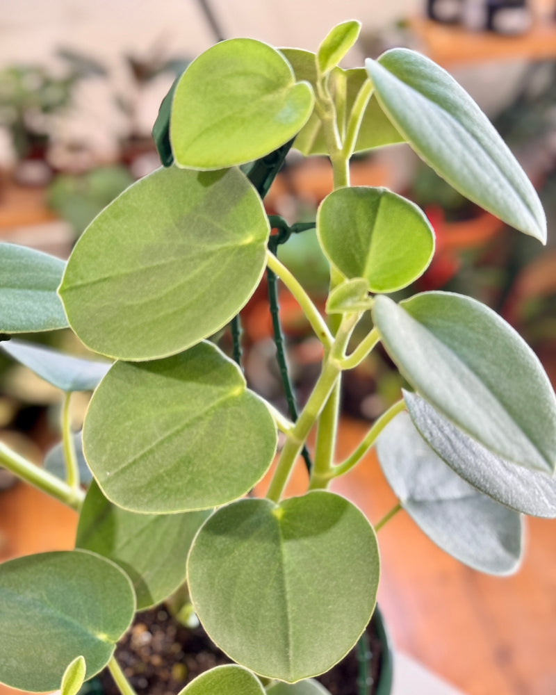 Peperomia 'Incana' - Plant Daddy