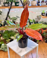 Philodendron ‘Red Sun’ - Plant Daddy