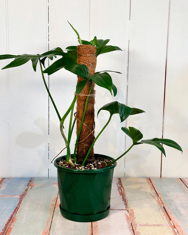 Philodendron Florida (Philodendron Pedatum) Totem