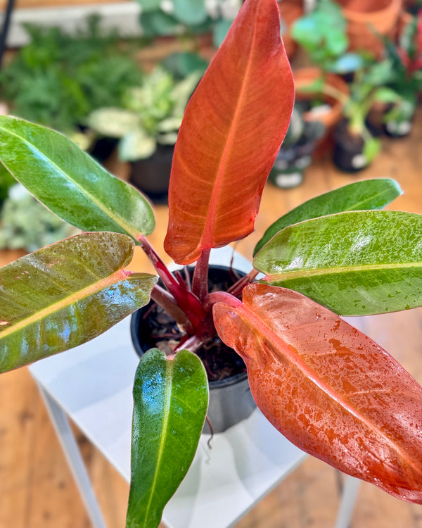 Philodendron ‘Red Sun’ - Plant Daddy