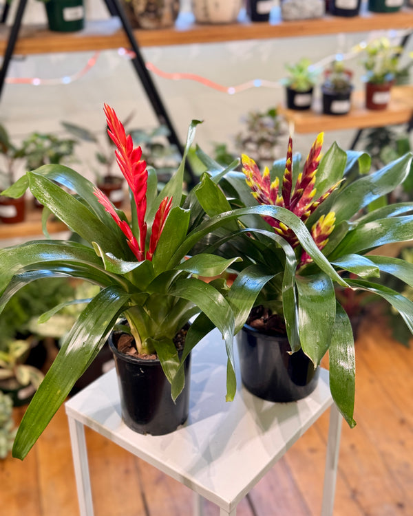 Vriesea var. Bromeliad - Plant Daddy