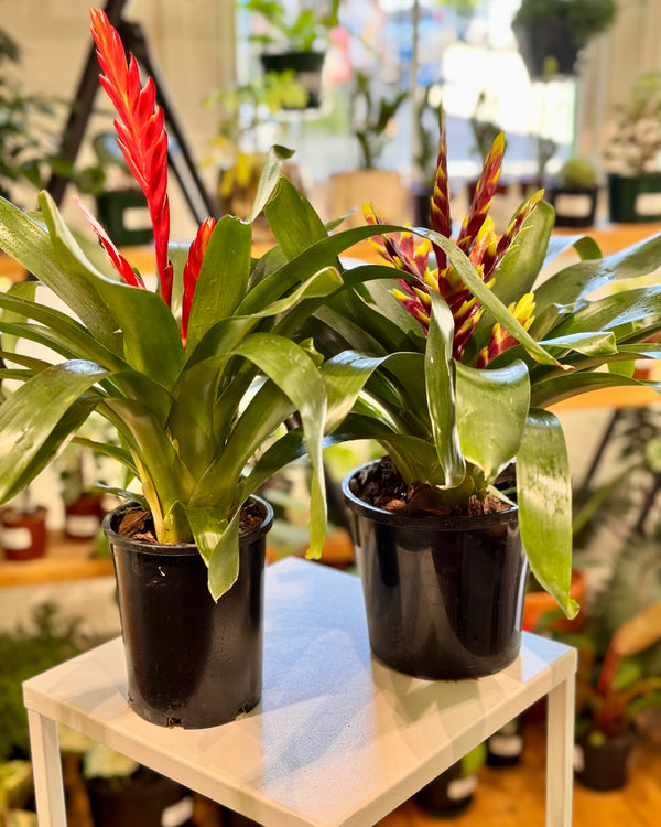 Vriesea var. Bromeliad - Plant Daddy