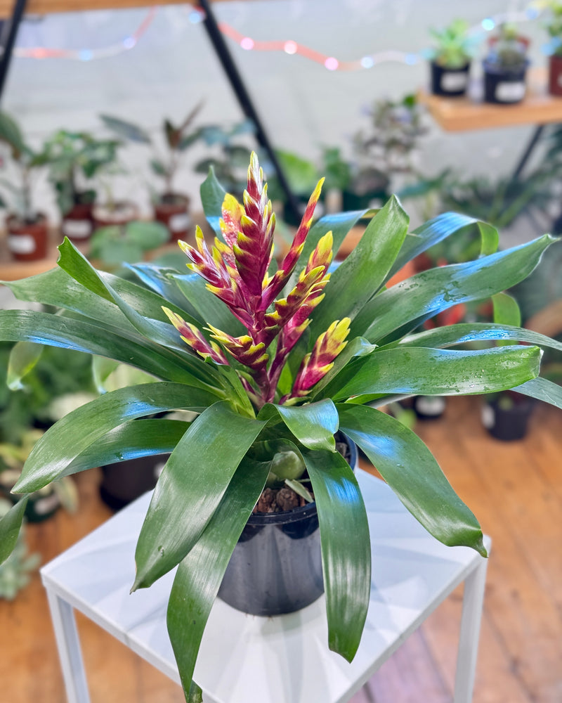 Vriesea var. Bromeliad - Plant Daddy