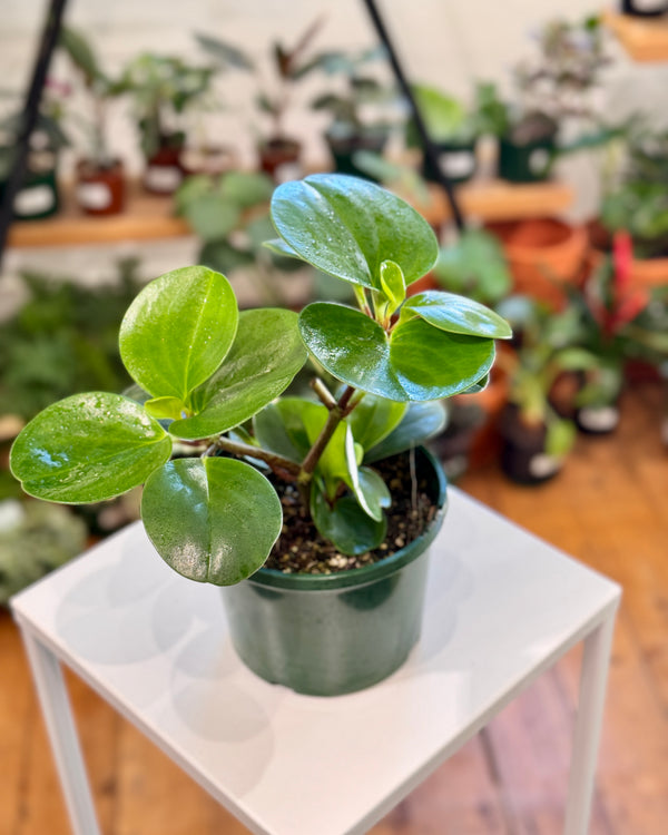 Peperomia obtusifolia 'Jade' - Plant Daddy