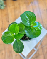 Peperomia obtusifolia 'Jade' - Plant Daddy