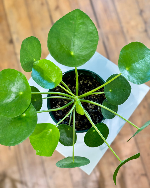 Pilea peperomiodes (Chinese Money Plant) - Plant Daddy