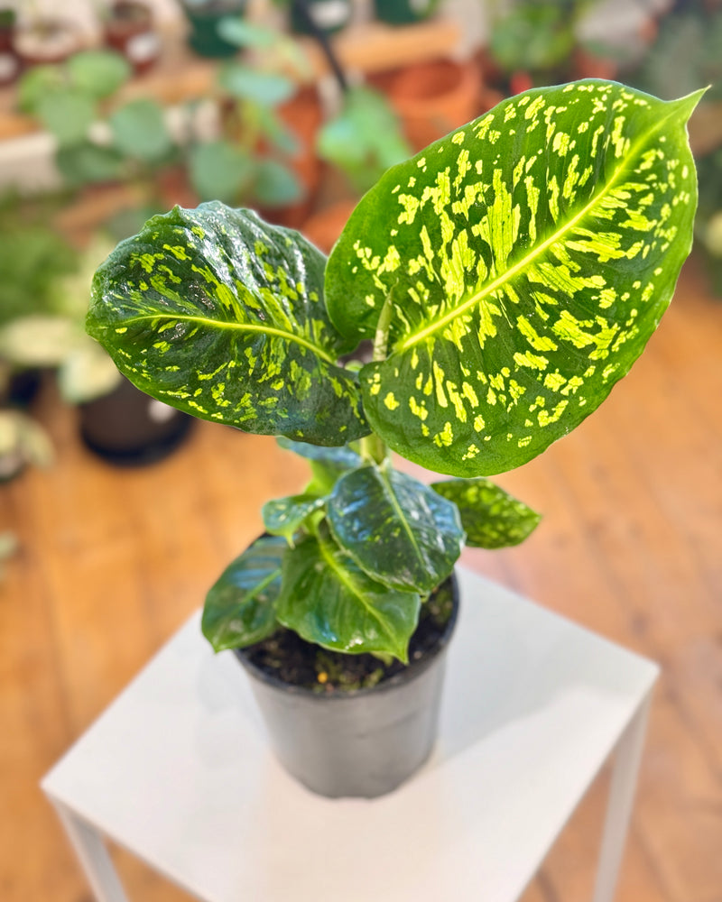 Dieffenbachia 'Reflector' - Plant Daddy