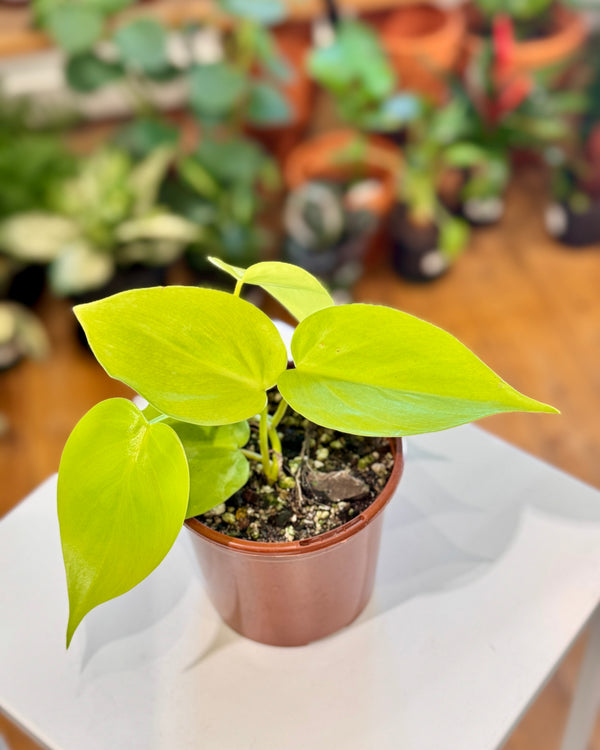 Philodendron cordatum ‘Neon’ - Plant Daddy