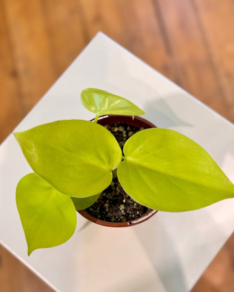philodendron hammerhead gold Philodendron Cordatum Gold