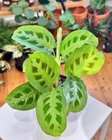 Maranta leuconeura var. Kerchoveana (Prayer Plant) - Plant Daddy