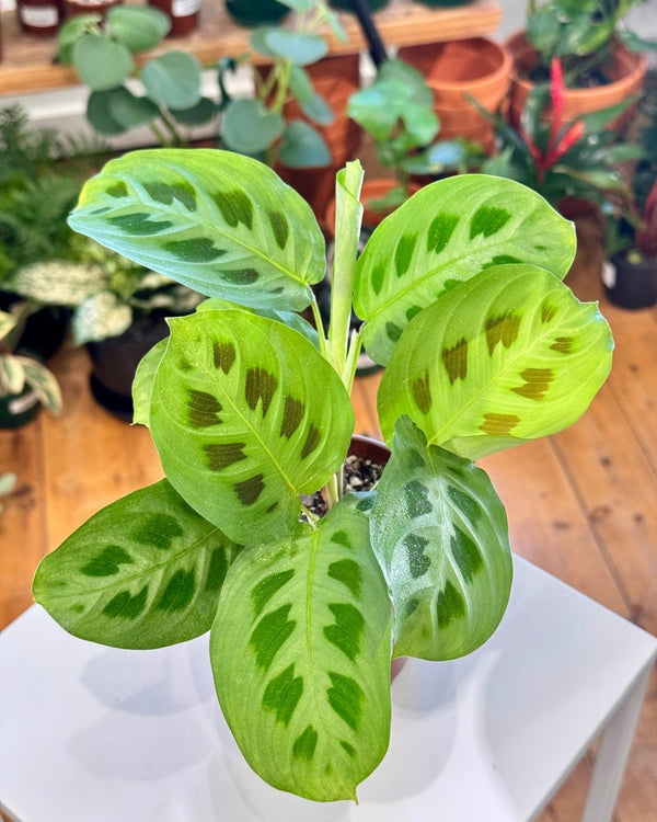 Maranta leuconeura var. Kerchoveana (Prayer Plant) - Plant Daddy
