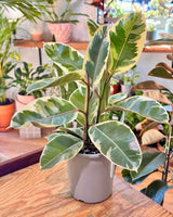 Ficus elastica ‘Tineke’ (Rubber plant) - Plant Daddy