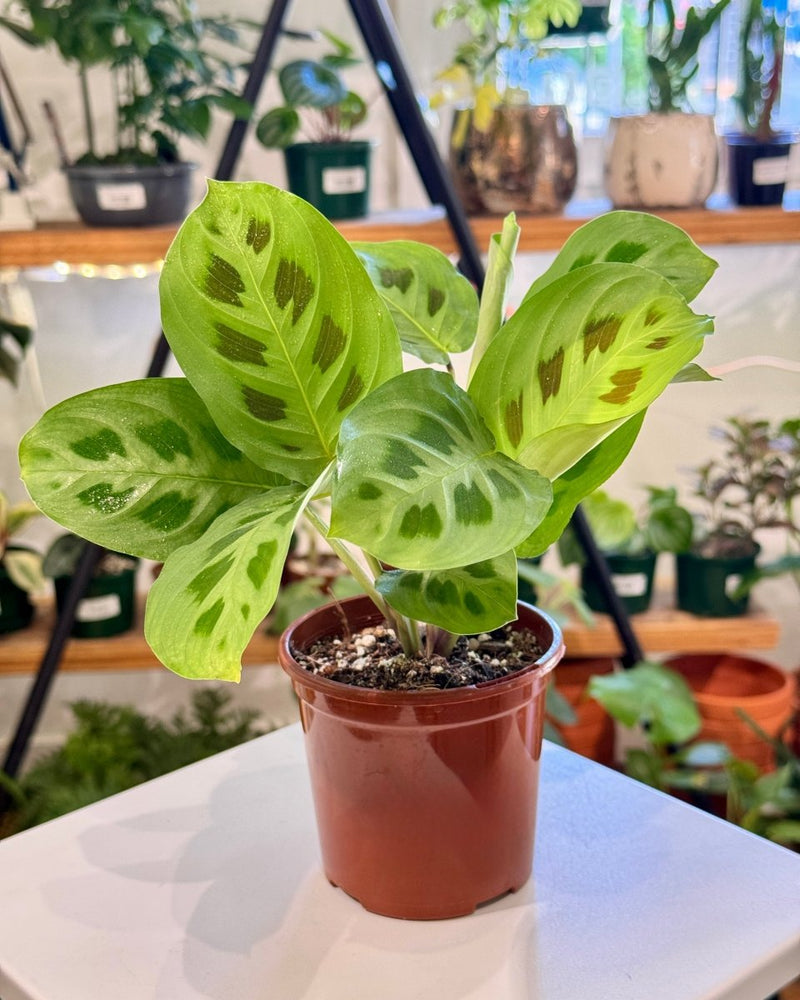 Maranta leuconeura var. Kerchoveana (Prayer Plant) - Plant Daddy