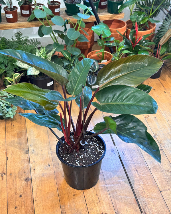 Philodendron Rojo Congo - Plant Daddy