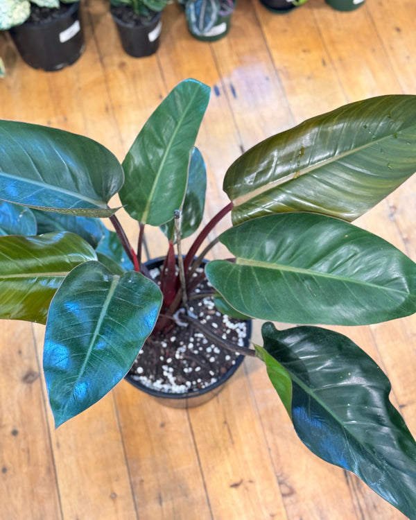 Philodendron Rojo Congo - Plant Daddy