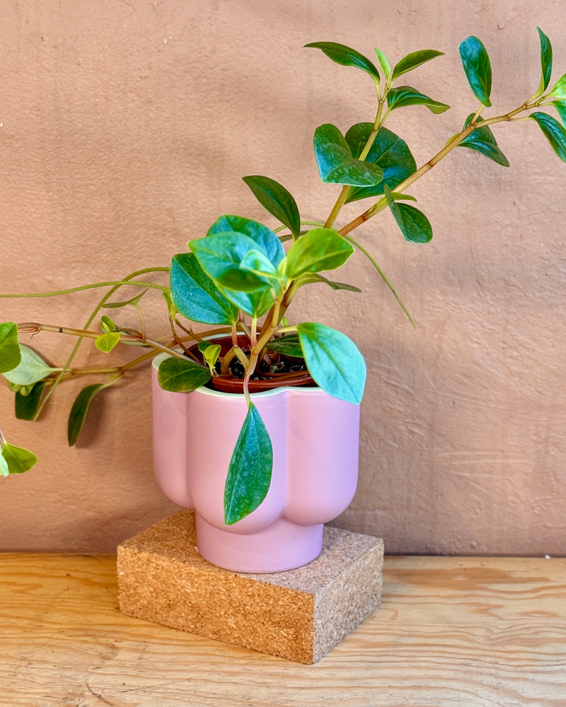 Jojo Flora Ceramic Planter - Plant Daddy