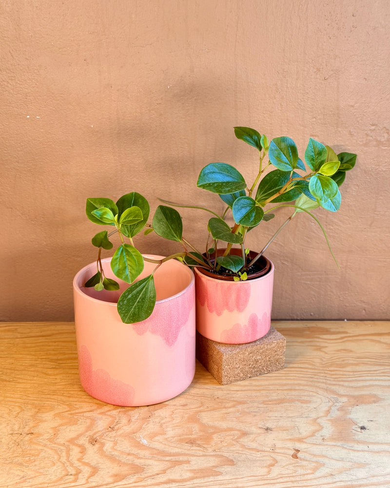 Raspberry Splash Ceramic Planter - Plant Daddy