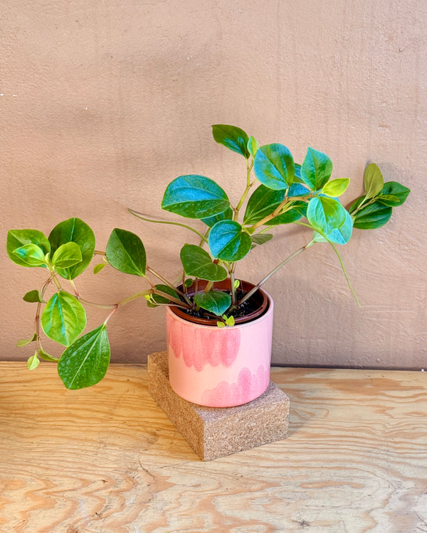 Raspberry Splash Ceramic Planter - Plant Daddy