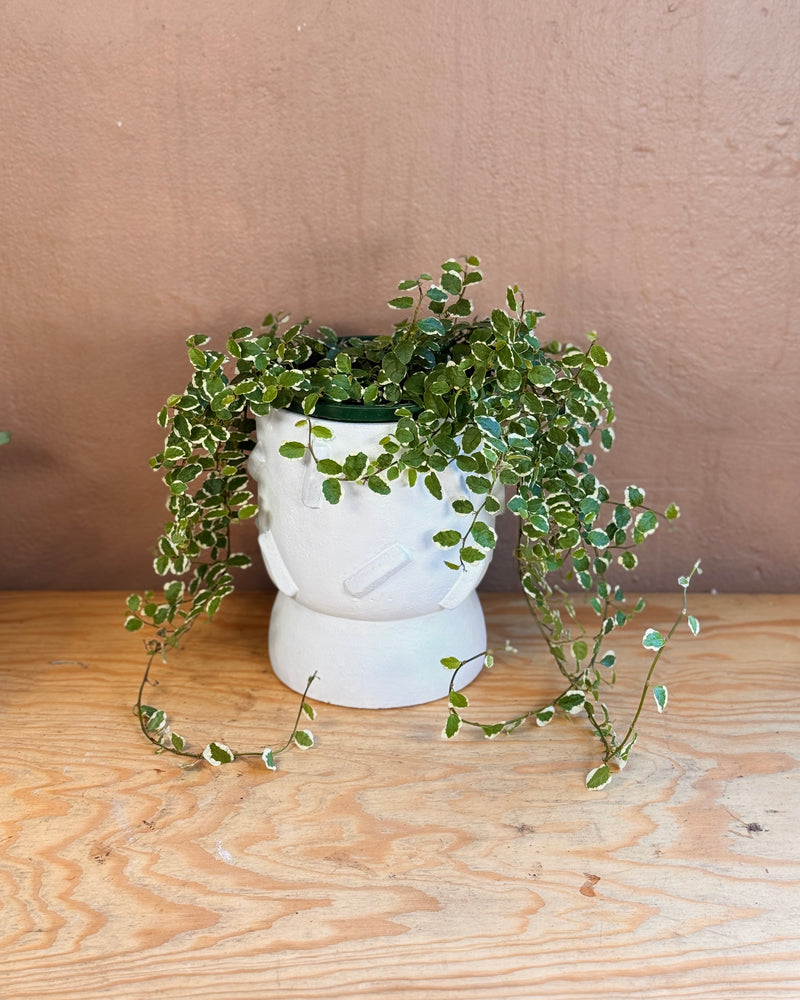 Urban Column Stone Planter & Vase - Plant Daddy