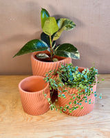 Earthflow Terracotta Planter - Plant Daddy