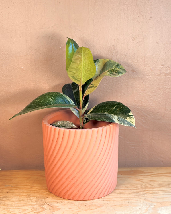 Earthflow Terracotta Planter - Plant Daddy