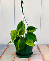 Philodendron Hederaceum Brasil