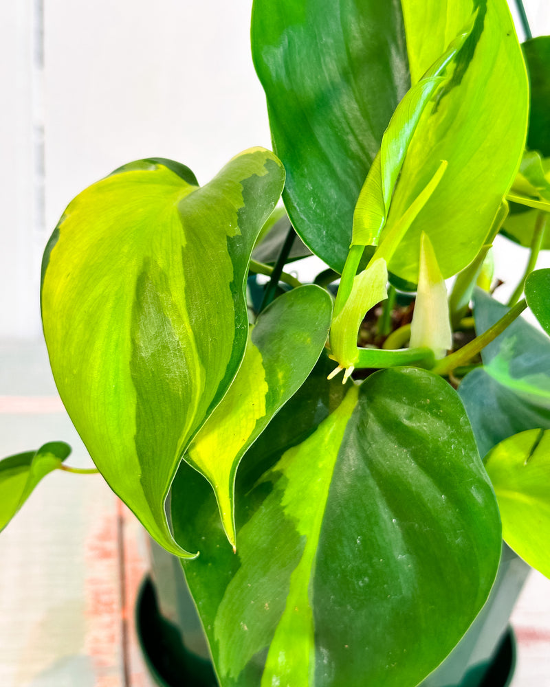 Philodendron Hederaceum Brasil