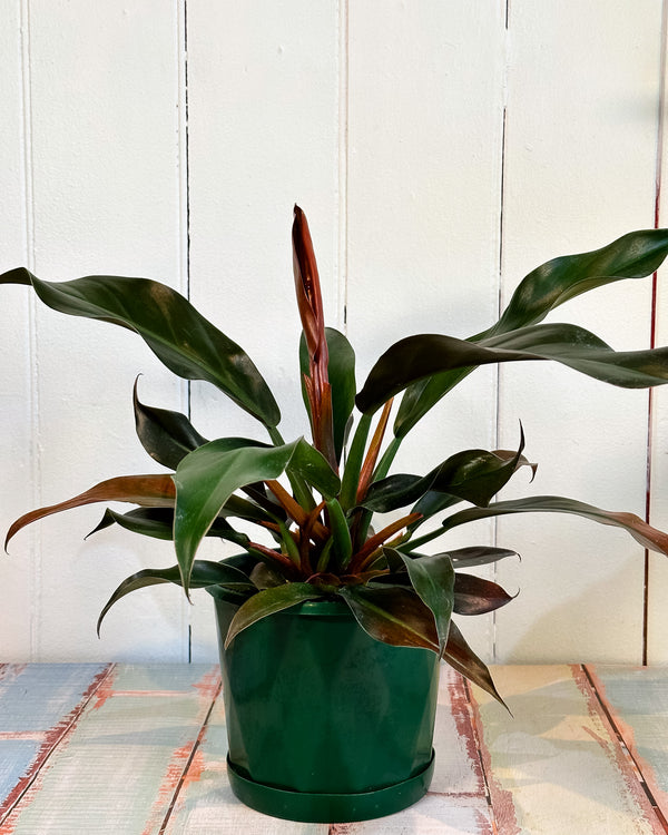 Philodendron Imperial Red