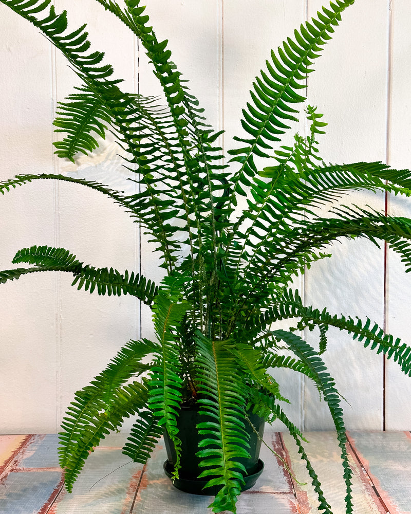 Emerald Queen Boston Fern (Nephrolepis Obliterata) – Plant Daddy