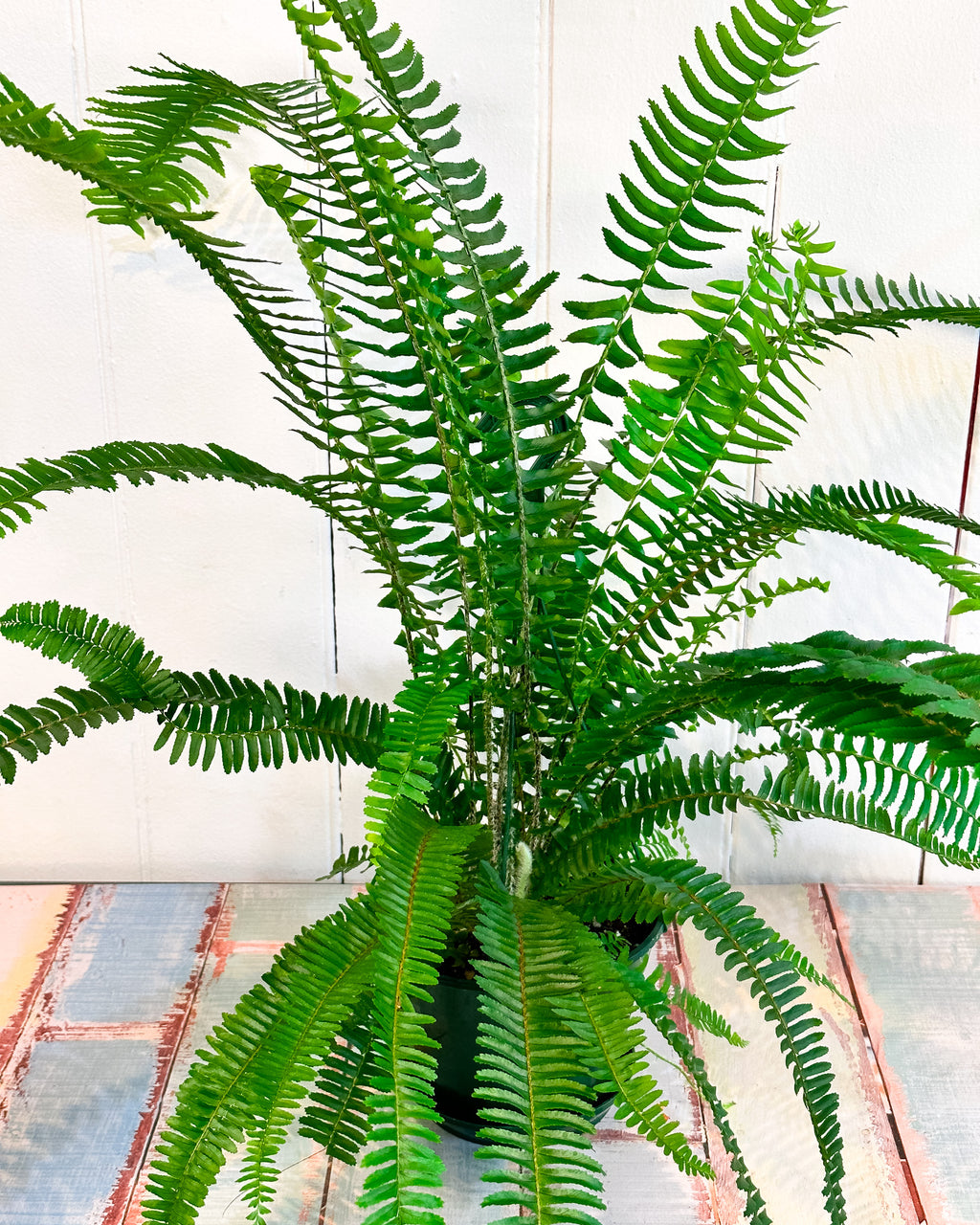 Emerald Queen Boston Fern (Nephrolepis Obliterata) – Plant Daddy