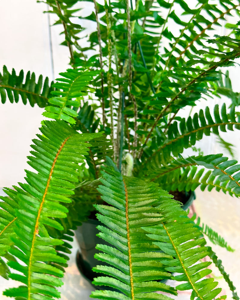 Emerald Queen Boston Fern (Nephrolepis Obliterata) – Plant Daddy