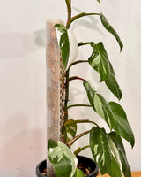 Philodendron ‘White Princess’ on Moss Pole - Plant Daddy