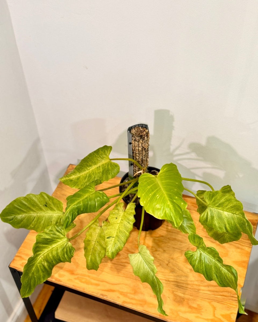Philodendron 'Snowdrift' on Moss Pole