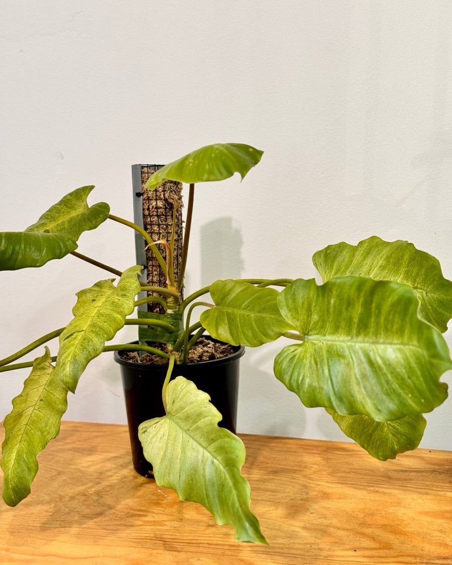 philodendron snowdrift a climber Philodendron 'Snowdrift' on Moss Pole