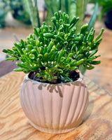 Succulent Clam Pot - Potted Creation - Plant Daddy