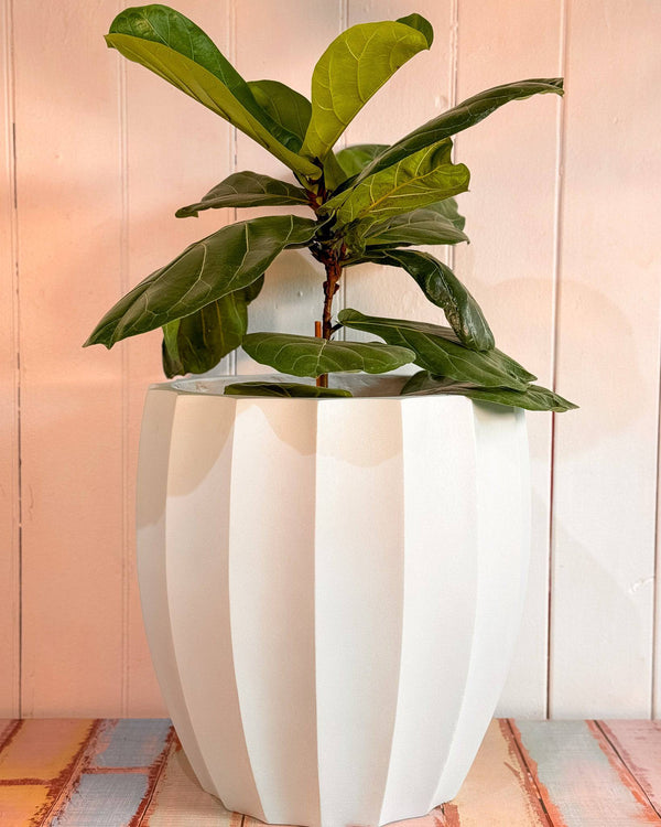 Kahuna Light Weight Pot - Plant Daddy