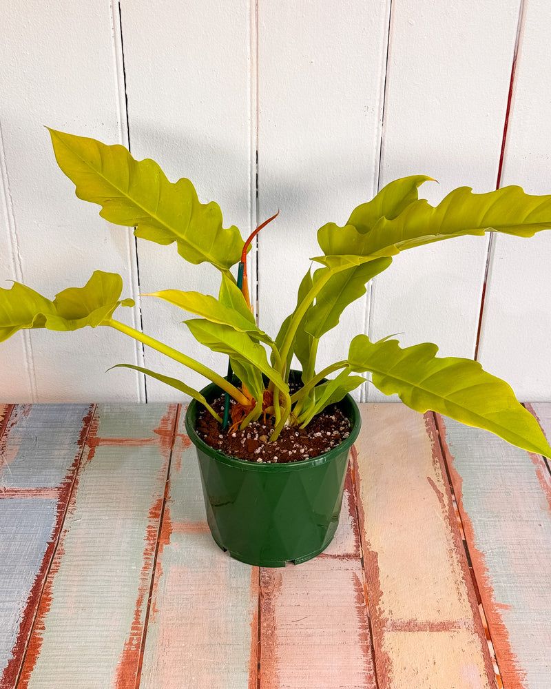 Philodendron Golden Tiger Tooth