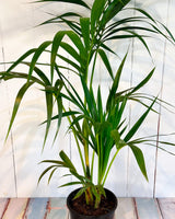 Kentia Palm (Howea Forsteriana)