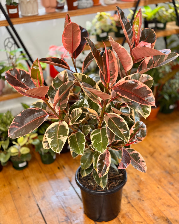 Ficus elastica ‘Ruby’ (Rubber plant) - Plant Daddy