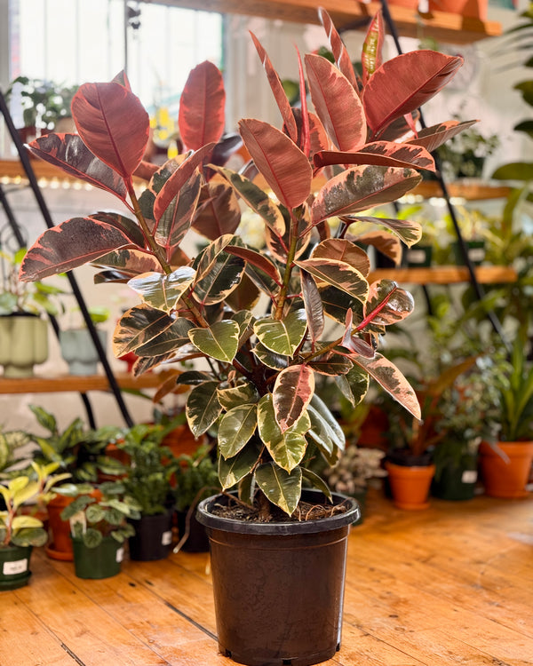 Ficus elastica ‘Ruby’ (Rubber plant) - Plant Daddy