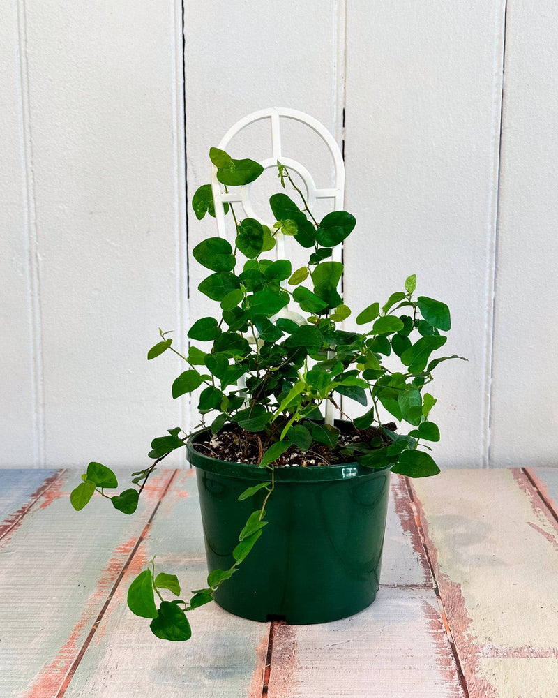 Creeping Ficus Pumila - Plant Daddy