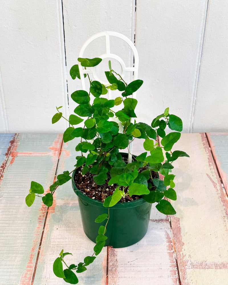 Creeping Ficus Pumila - Plant Daddy