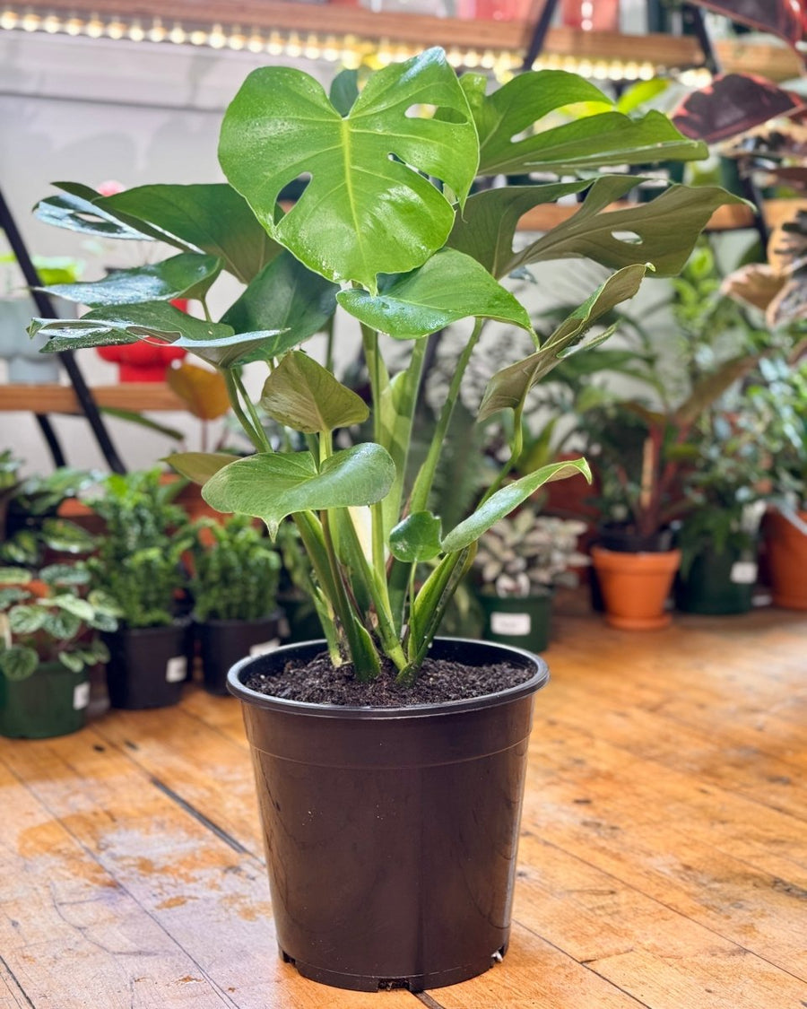 Monstera deliciosa Fruit Salad Plant | Indoor Tropical Climber Sydney